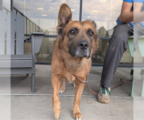 Medium Photo #1 Chow Chow-German Shepherd Dog Mix Puppy For Sale in Denver, CO, USA