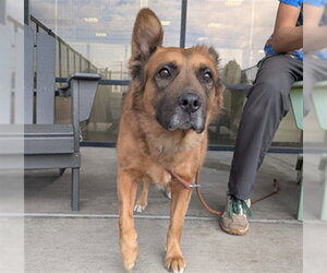 Chow Chow-German Shepherd Dog Mix Dogs for adoption in Denver, CO, USA