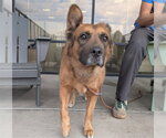 KAYA - Female Chow Chow-German Shepherd Dog Mix Dog for Adoption - Small photo