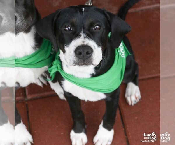 Medium Photo #9 Labrador Retriever-Unknown Mix Puppy For Sale in Washington, DC, USA