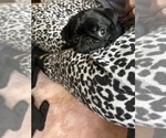 Small #9 Pug