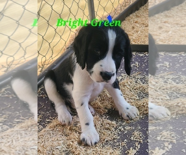 Medium Photo #1 English Springer Spaniel Puppy For Sale in PENDLETON, OR, USA