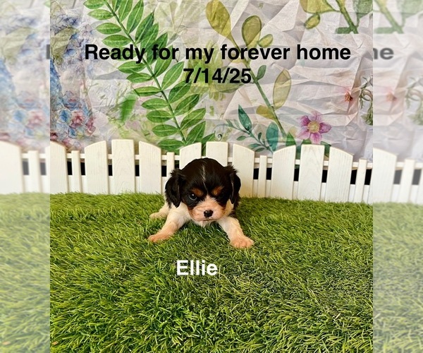 Medium Photo #1 Cavalier King Charles Spaniel Puppy For Sale in MOUNT PLEASANT, MI, USA