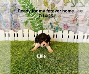 Cavalier King Charles Spaniel Puppy for sale in MOUNT PLEASANT, MI, USA