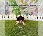 Image preview for Ad Listing. Nickname: Ellie