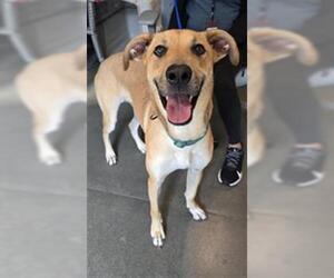 Unknown-Weimaraner Mix Dogs for adoption in Houston, TX, USA