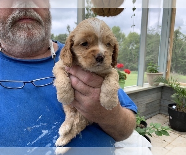 Medium Photo #4 Cocker Spaniel Puppy For Sale in CROSS TIMBERS, MO, USA