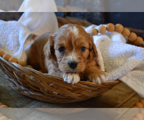 Medium Photo #4 Cavapoo (Miniature) Puppy For Sale in GREENWOOD, WI, USA
