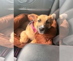 Small #8 Black Mouth Cur-German Shepherd Dog Mix