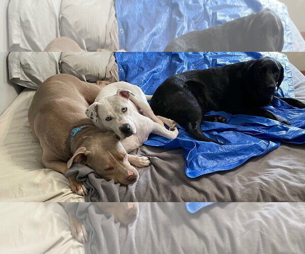 Medium Photo #3 Mutt Puppy For Sale in Hinckley, IL, USA