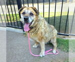 Small German Shepherd Dog Mix