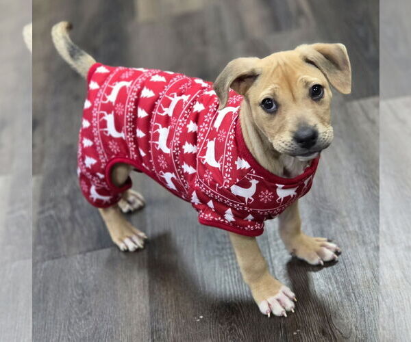 Medium Photo #3 Labrador Retriever-Unknown Mix Puppy For Sale in Clarkston, MI, USA