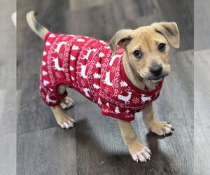 Labrador Retriever-Unknown Mix Dogs for adoption in Clarkston, MI, USA