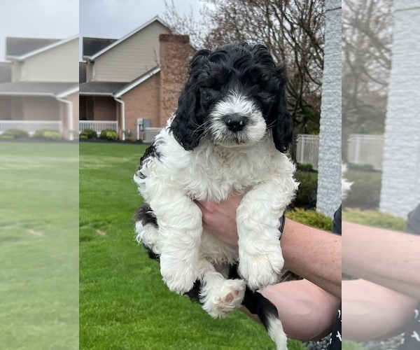Medium Photo #7 Sheepadoodle Puppy For Sale in MERIDIAN, PA, USA