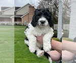 Small Photo #7 Sheepadoodle Puppy For Sale in MERIDIAN, PA, USA