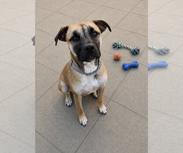 Medium Photo #2 Boxer-Unknown Mix Puppy For Sale in Springdale, PA, USA
