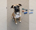 Small #1 Boxer Mix
