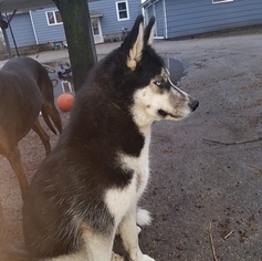 Mother of the Siberian Husky puppies born on 01/17/2019