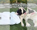 Small Mastiff