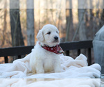 Small Photo #21 Goldendoodle Puppy For Sale in ROUGEMONT, NC, USA
