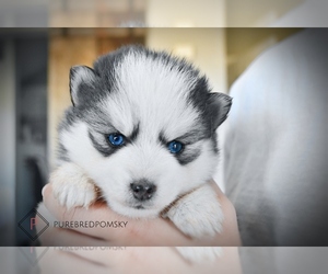 Pomsky Puppy for sale in KANSAS CITY, MO, USA