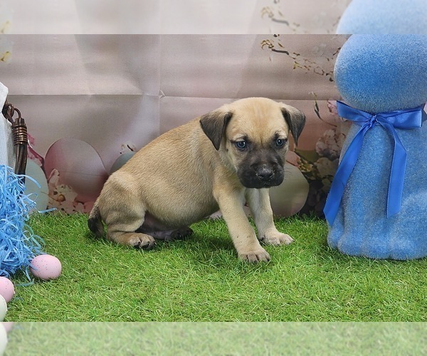 Medium Photo #7 Catahoula Leopard Dog Puppy For Sale in CUMBY, TX, USA
