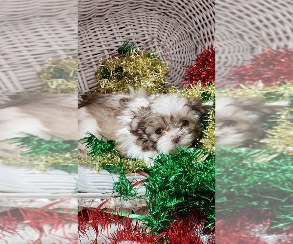 Medium Photo #2 Shih Tzu Puppy For Sale in GREENWOOD, WI, USA