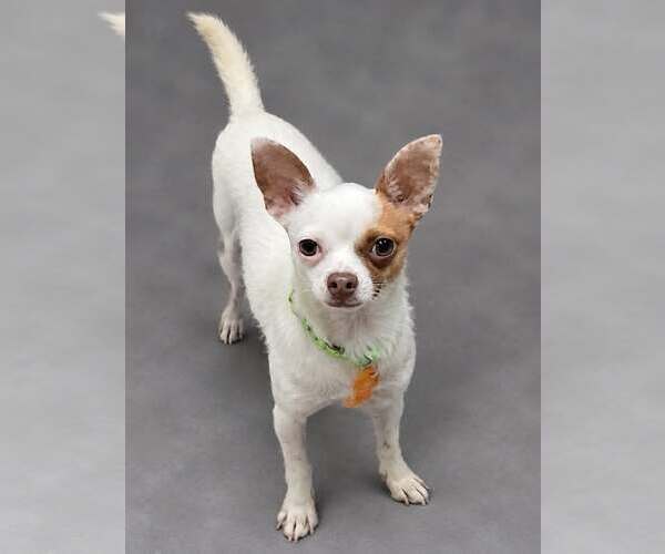Medium Photo #1 Chihuahua-Unknown Mix Puppy For Sale in Mukwonago, WI, USA