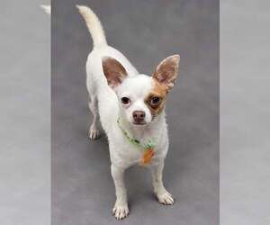 Chihuahua-Unknown Mix Dogs for adoption in Mukwonago, WI, USA