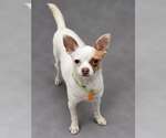 Zoomer - Male Chihuahua-Unknown Mix Dog for Adoption - Small photo