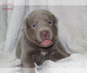 Labrador Retriever Puppy for sale in BERNE, IN, USA