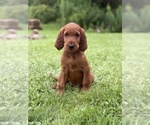Small Photo #5 Irish Setter Puppy For Sale in ONEONTA, NY, USA