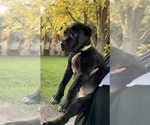 Puppy Sox Cane Corso
