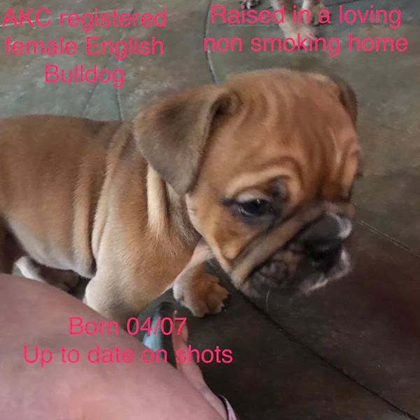 Medium Photo #1 English Bulldogge Puppy For Sale in ANGLETON, TX, USA