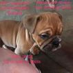 Small Photo #1 English Bulldogge Puppy For Sale in ANGLETON, TX, USA