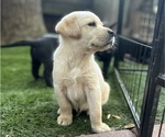 Small #14 Labrador Retriever