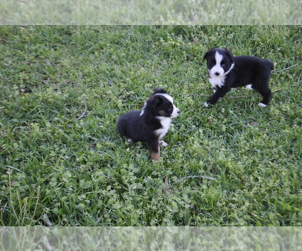 Medium Photo #20 Miniature Australian Shepherd Puppy For Sale in SWAN, TX, USA