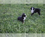 Small #19 Miniature Australian Shepherd