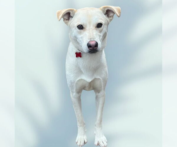 Medium Photo #6 Mutt Puppy For Sale in Rockville, MD, USA