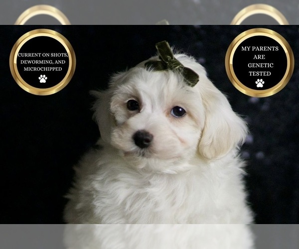 Medium Photo #48 Maltipoo (Miniature) Puppy For Sale in WARSAW, IN, USA