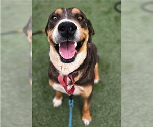 Mutt Dogs for adoption in Lakewood, CO, USA