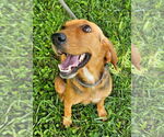 Small #1 Beagle