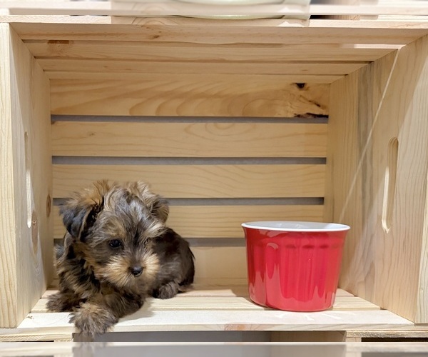 Medium Photo #15 Morkie Puppy For Sale in CASSVILLE, MO, USA