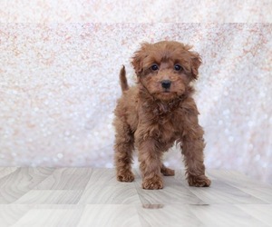 Goldendoodle (Miniature) Puppy for sale in MARIETTA, GA, USA