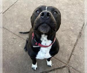 Mutt Dogs for adoption in Martinez, CA, USA