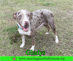Small Photo #2 Australian Shepherd-Unknown Mix Puppy For Sale in Milton, FL, USA