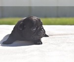 Pumpkin - Female Pug Puppy for Sale - Photo #2
