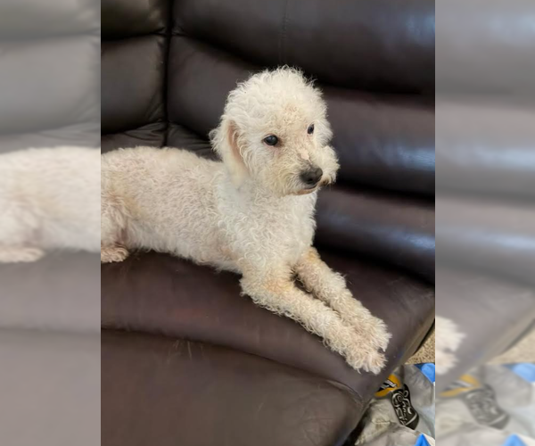 Medium Photo #2 Poodle (Miniature)-Unknown Mix Puppy For Sale in Cranston, RI, USA