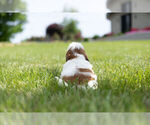 Small Photo #10 Shih Tzu Puppy For Sale in WARSAW, IN, USA