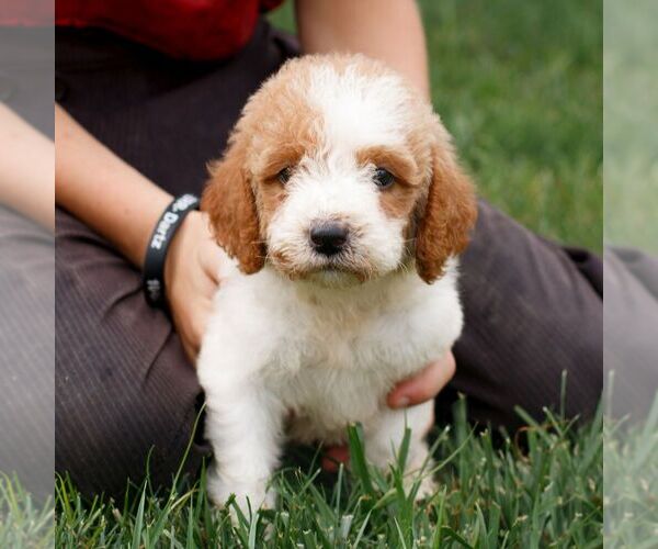 Medium Photo #3 Miniature Labradoodle Puppy For Sale in GORDONVILLE, PA, USA